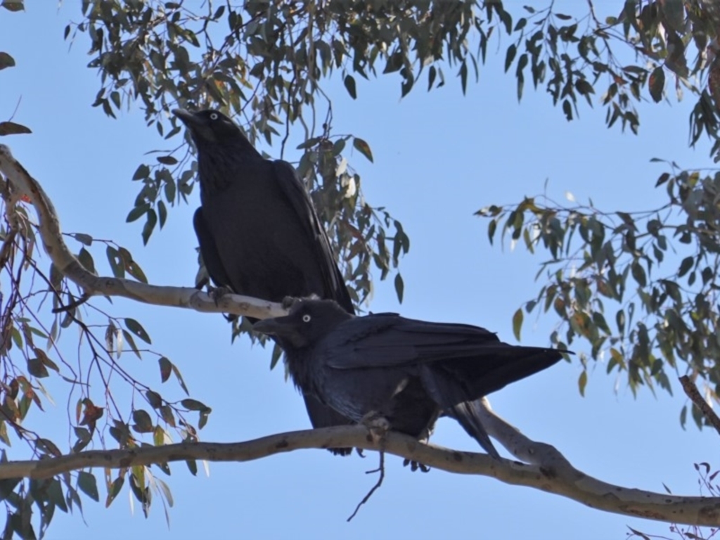 Corvus coronoides at Deakin, ACT - 31 Oct 2019