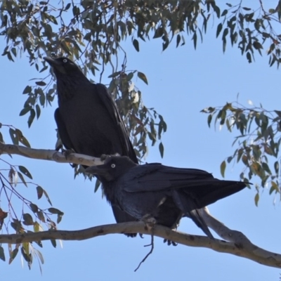 Corvus coronoides (Australian Raven) at Deakin, ACT - 31 Oct 2019 by JackyF