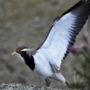 Vanellus tricolor at Rendezvous Creek, ACT - 31 Oct 2019 02:53 PM