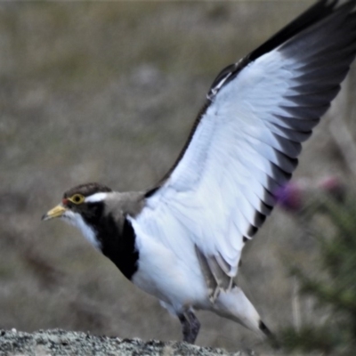 Vanellus tricolor (Banded Lapwing) at Rendezvous Creek, ACT - 31 Oct 2019 by JohnBundock