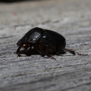 Onthophagus declivis at Ainslie, ACT - 29 Oct 2019