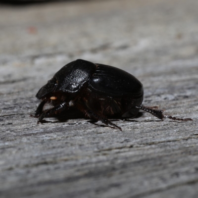 Onthophagus declivis (Declivis dung beetle) at Ainslie, ACT - 29 Oct 2019 by jb2602