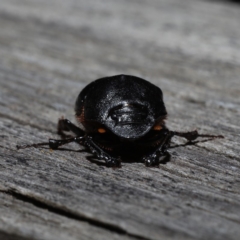 Onthophagus declivis at Ainslie, ACT - 29 Oct 2019