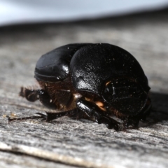 Onthophagus declivis at Ainslie, ACT - 29 Oct 2019