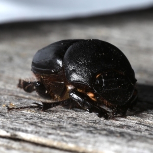 Onthophagus declivis at Ainslie, ACT - 29 Oct 2019