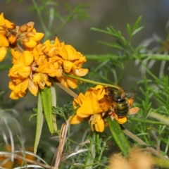 Xylocopa (Lestis) aerata at Hackett, ACT - 31 Oct 2019 10:33 AM