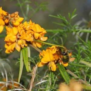 Xylocopa (Lestis) aerata at Hackett, ACT - 31 Oct 2019 10:33 AM