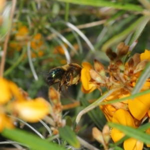 Xylocopa (Lestis) aerata at Hackett, ACT - 31 Oct 2019 10:33 AM