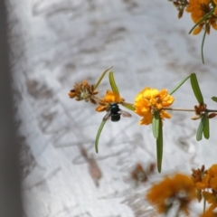 Xylocopa (Lestis) aerata (Golden-Green Carpenter Bee) at Hackett, ACT - 31 Oct 2019 by TimL