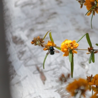 Xylocopa (Lestis) aerata (Golden-Green Carpenter Bee) at Hackett, ACT - 31 Oct 2019 by TimL