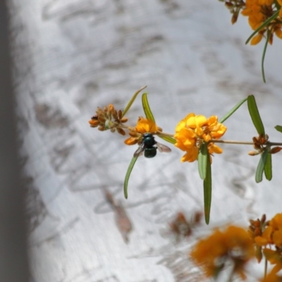 Xylocopa (Lestis) aerata (Golden-Green Carpenter Bee) at Hackett, ACT - 30 Oct 2019 by TimL