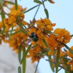 Xylocopa (Lestis) aerata at Hackett, ACT - 31 Oct 2019