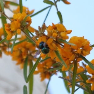 Xylocopa (Lestis) aerata at Hackett, ACT - 31 Oct 2019 10:37 AM