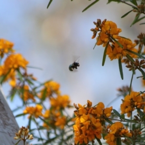 Xylocopa (Lestis) aerata at Hackett, ACT - 31 Oct 2019 10:37 AM