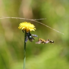Xylocopa (Lestis) aerata (Golden-Green Carpenter Bee) at ANBG - 31 Oct 2019 by TimL
