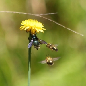 Xylocopa (Lestis) aerata at Acton, ACT - 31 Oct 2019