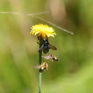 Xylocopa (Lestis) aerata at Acton, ACT - 31 Oct 2019 11:52 AM