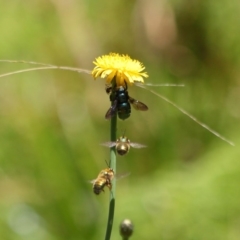 Xylocopa (Lestis) aerata at Acton, ACT - 31 Oct 2019