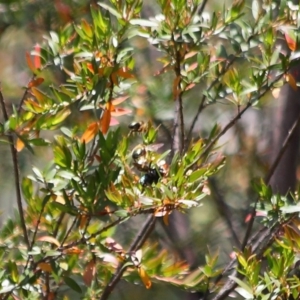 Xylocopa (Lestis) aerata at Acton, ACT - 31 Oct 2019