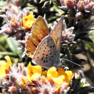 Cyprotides maculosus (Spotted Trident-blue) at Namadgi National Park - 31 Oct 2019 by JohnBundock