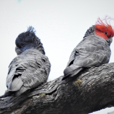 Callocephalon fimbriatum (Gang-gang Cockatoo) at Booth, ACT - 31 Oct 2019 by JohnBundock