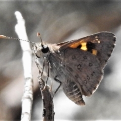 Trapezites phigalia (Heath Ochre) at Booth, ACT - 31 Oct 2019 by JohnBundock