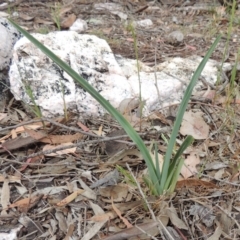 Dianella sp. aff. longifolia (Benambra) (Pale Flax Lily, Blue Flax Lily) at Lanyon - northern section A.C.T. - 26 Oct 2019 by michaelb