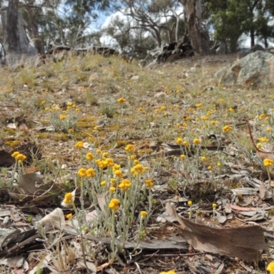 Chrysocephalum apiculatum (Common Everlasting) at Lanyon - northern section A.C.T. - 26 Oct 2019 by michaelb