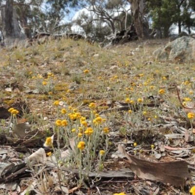 Chrysocephalum apiculatum (Common Everlasting) at Tuggeranong DC, ACT - 26 Oct 2019 by michaelb