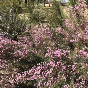 Kunzea parvifolia at Garran, ACT - 19 Oct 2019