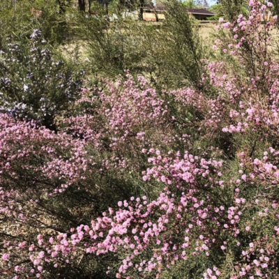 Kunzea parvifolia (Violet Kunzea) at Hughes Garran Woodland - 18 Oct 2019 by ruthkerruish