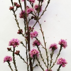 Kunzea parvifolia at Garran, ACT - 19 Oct 2019