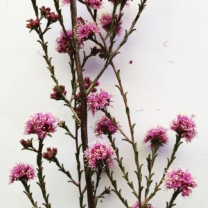 Kunzea parvifolia at Garran, ACT - 19 Oct 2019