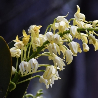 Dendrobium speciosum (Rock Lily) at Wyanbene, NSW - 13 Oct 2019 by MattM