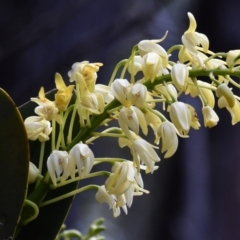 Dendrobium speciosum (Rock Lily) at Wyanbene, NSW - 13 Oct 2019 by MattM