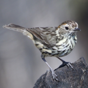 Pyrrholaemus sagittatus at Kambah, ACT - 1 Nov 2019 10:31 AM