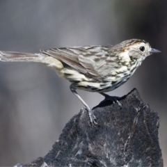 Pyrrholaemus sagittatus at Kambah, ACT - 1 Nov 2019 10:31 AM