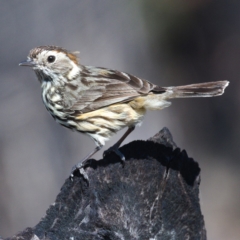 Pyrrholaemus sagittatus at Kambah, ACT - 1 Nov 2019 10:31 AM