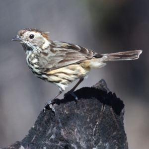 Pyrrholaemus sagittatus at Kambah, ACT - 1 Nov 2019 10:31 AM