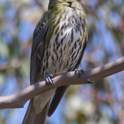 Oriolus sagittatus (Olive-backed Oriole) at Mount Taylor - 1 Nov 2019 by Marthijn