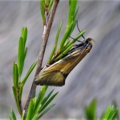 Philobota undescribed species near arabella (A concealer moth) at Namadgi National Park - 31 Oct 2019 by JohnBundock