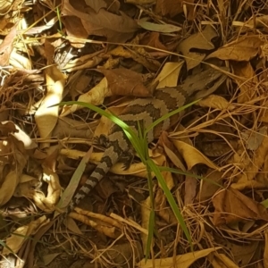 Tiliqua scincoides scincoides at Weston, ACT - 1 Nov 2019