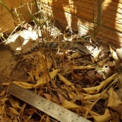 Tiliqua scincoides scincoides at Weston, ACT - suppressed