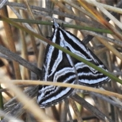 Dichromodes confluaria (Ceremonial Heath Moth) at Booth, ACT - 31 Oct 2019 by JohnBundock