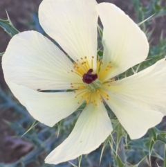 Argemone ochroleuca subsp. ochroleuca (Mexican Poppy, Prickly Poppy) at Jugiong, NSW - 28 Oct 2019 by JaneR