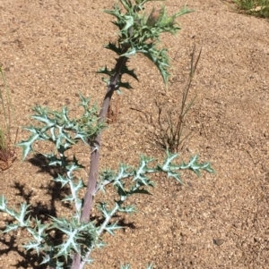 Argemone ochroleuca subsp. ochroleuca at Jugiong, NSW - 28 Oct 2019