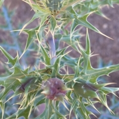 Argemone ochroleuca subsp. ochroleuca at Jugiong, NSW - 28 Oct 2019