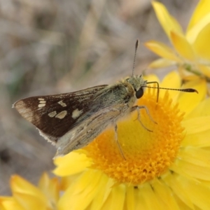 Trapezites luteus at Cook, ACT - 30 Oct 2019