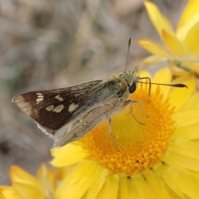 Trapezites luteus (Yellow Ochre, Rare White-spot Skipper) at Mount Painter - 30 Oct 2019 by CathB