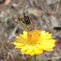 Trapezites luteus at Cook, ACT - 30 Oct 2019